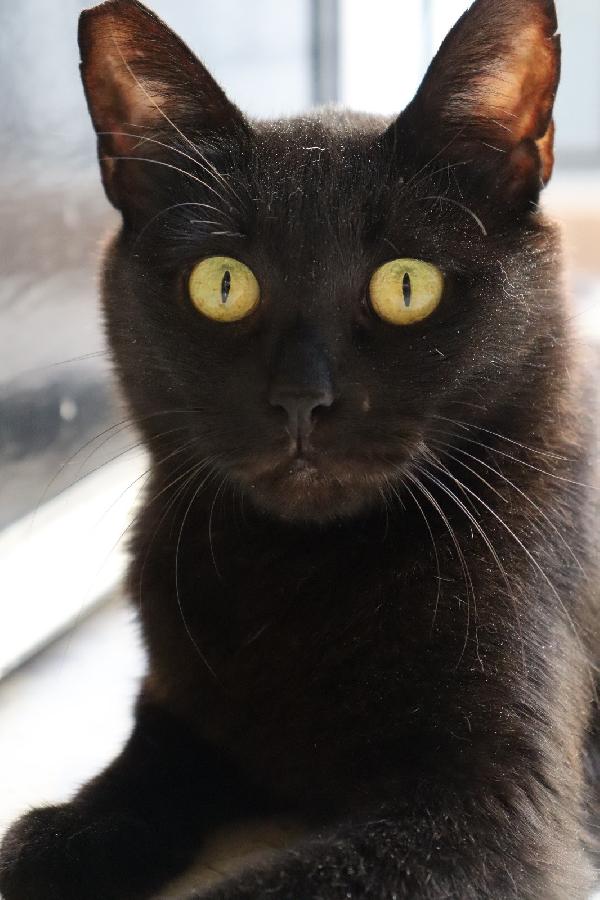 Siria, nera elegante e molto affettuosa Foto 4